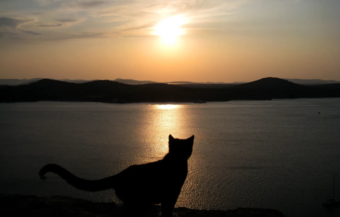 Photo wallpaper sea, cat, the sky, sunset, silhouette