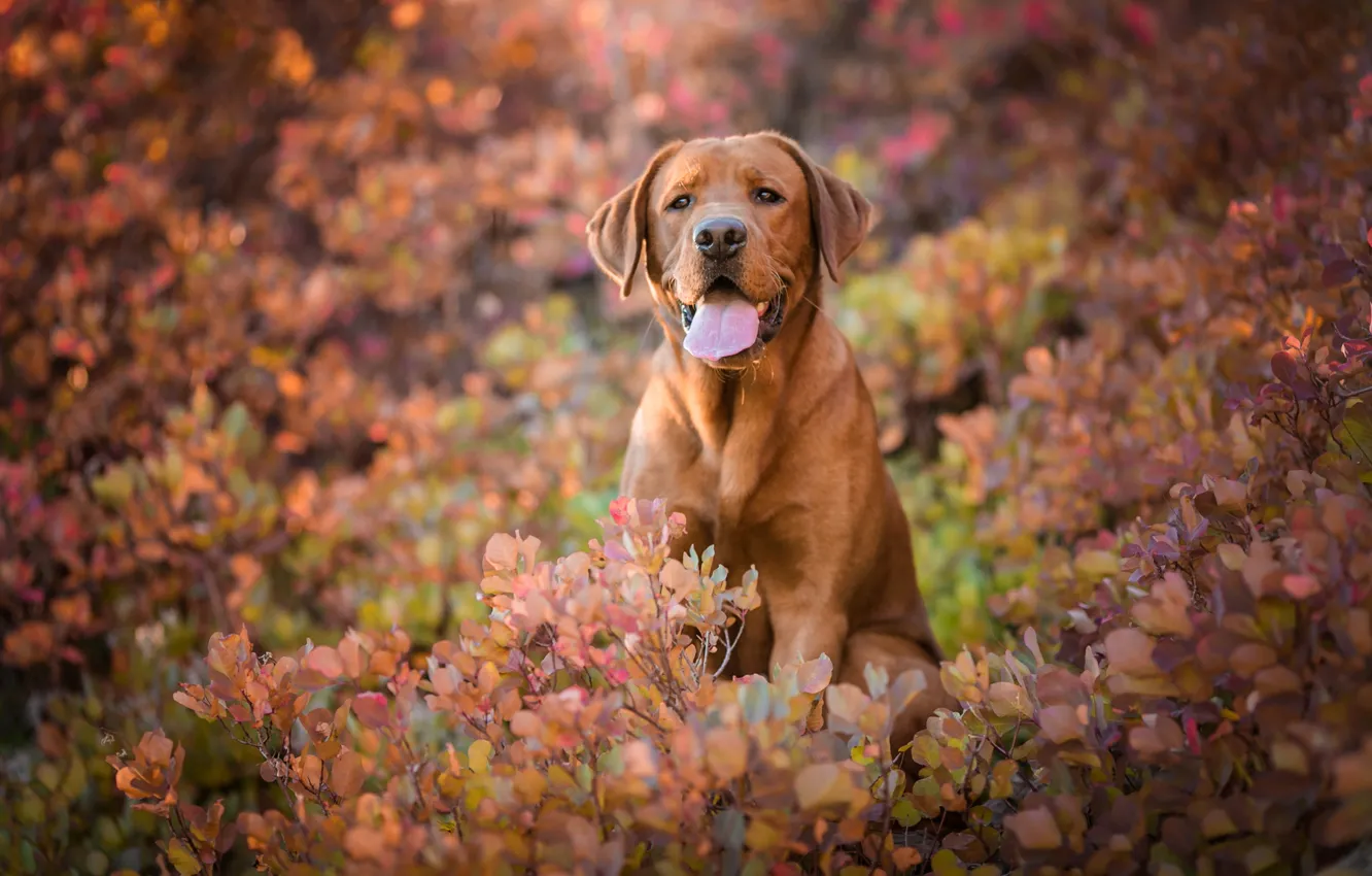 Photo wallpaper autumn, language, look, face, leaves, branches, nature, pose