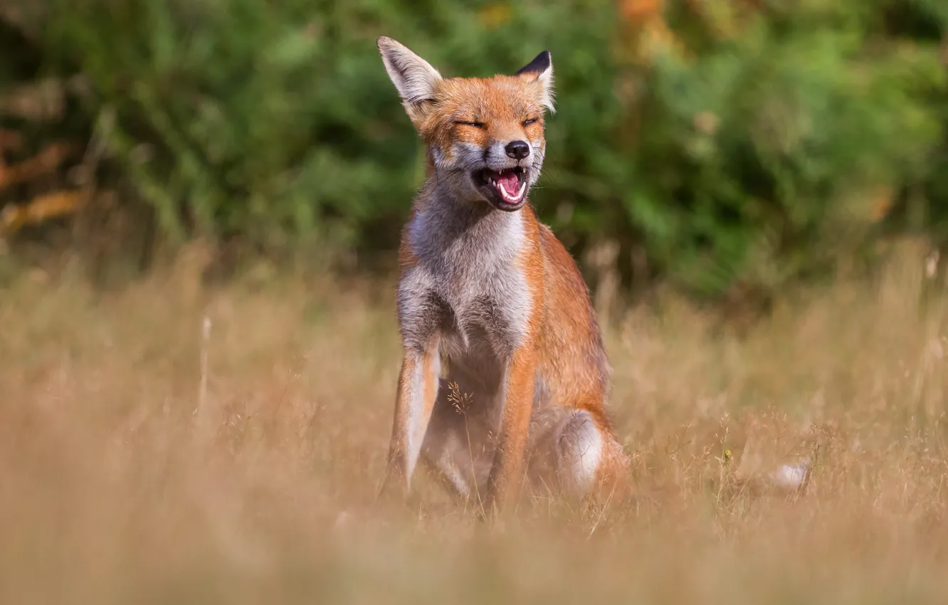 Wallpaper Greens Summer Grass Nature Pose Glade Mouth Fox For