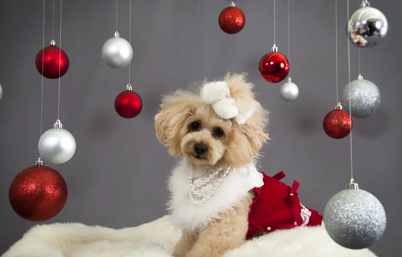 Photo wallpaper balls, decoration, holiday, dog, New Year, Christmas, Christmas, New Year