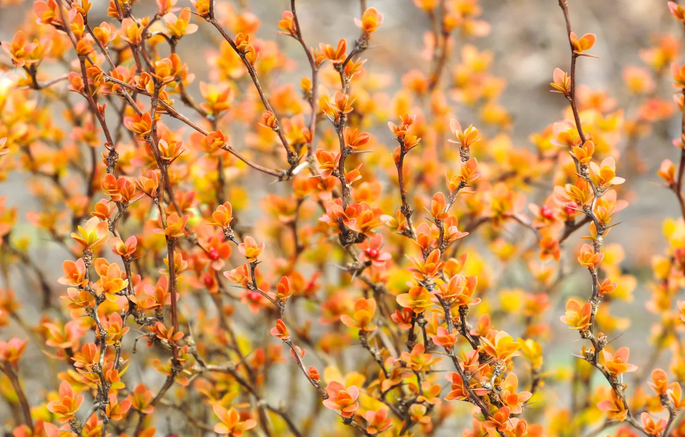 Photo wallpaper leafs, color, plant, twigs