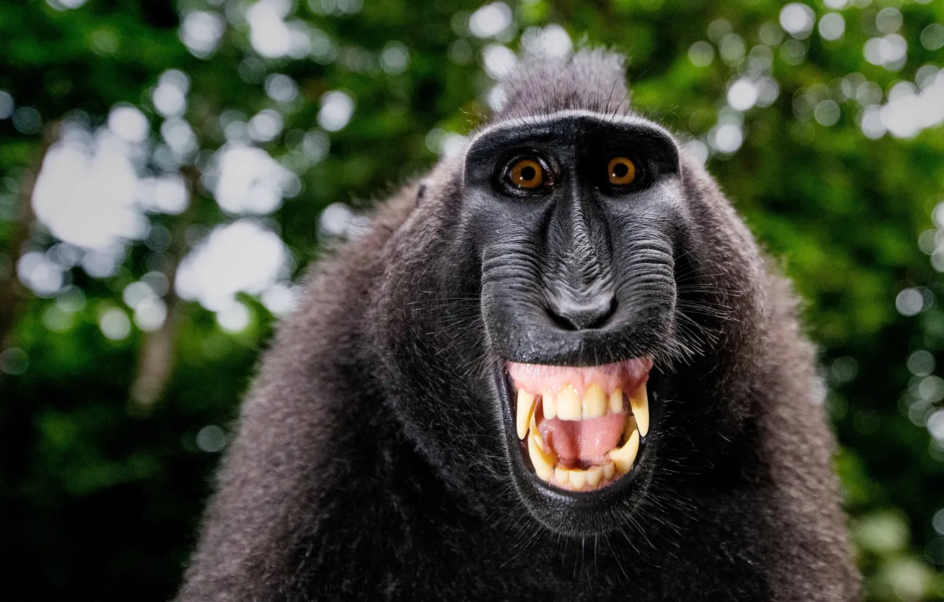 Photo wallpaper smile, Primate, yellow teeth