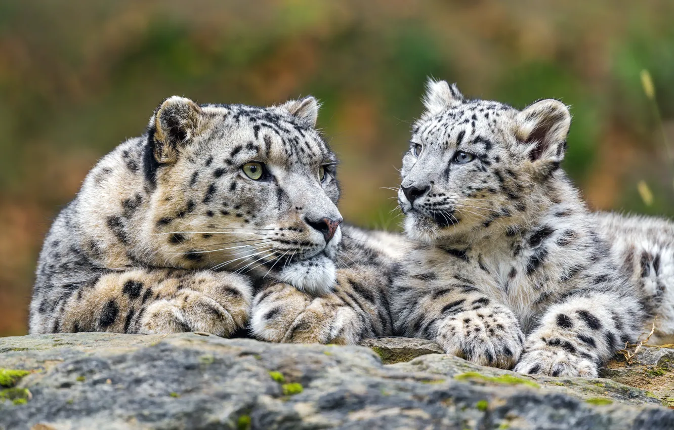 Photo wallpaper IRBIS, snow leopard, cub, mom