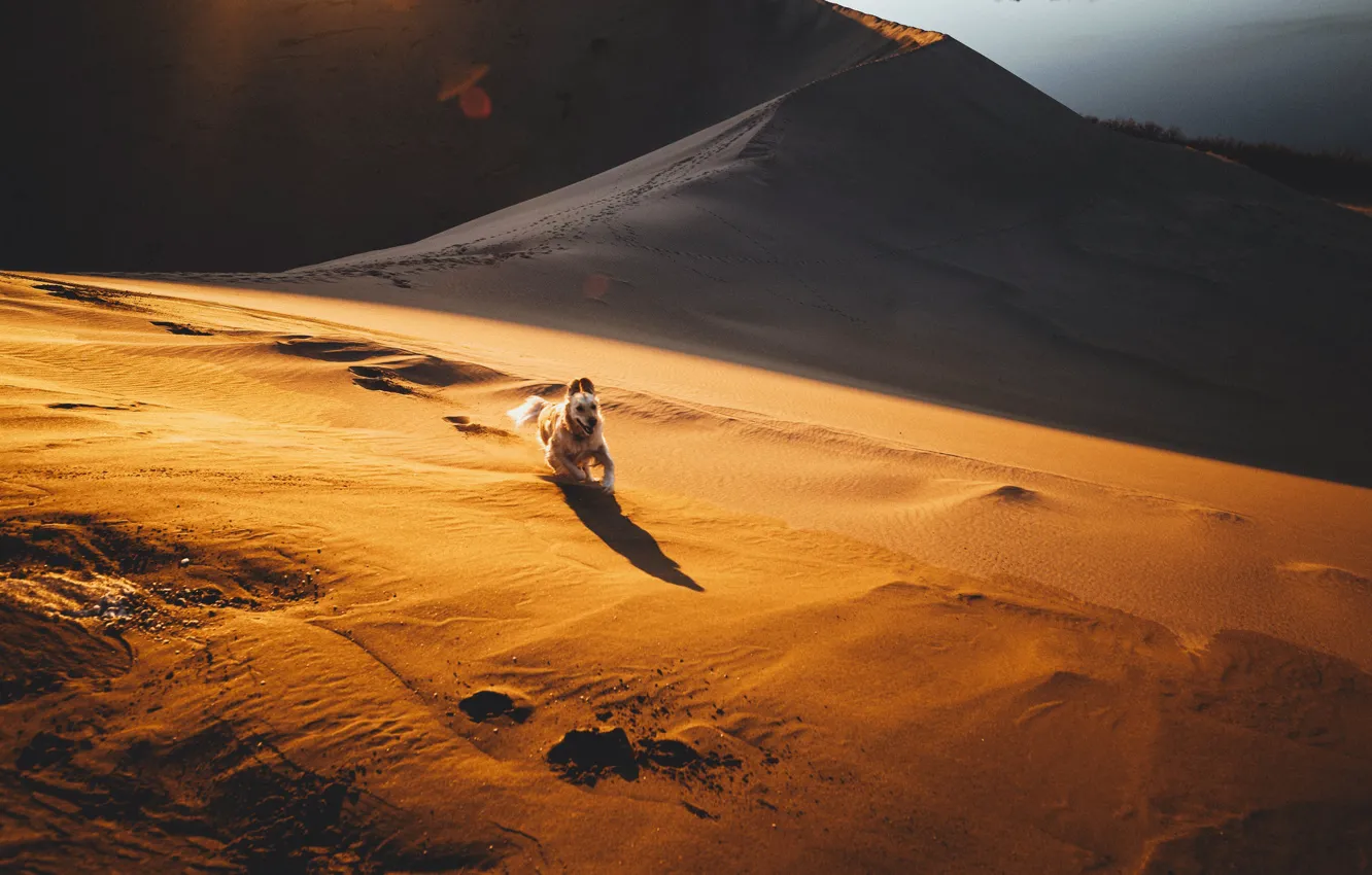 Photo wallpaper sand, desert, dog