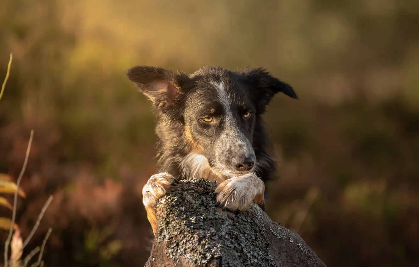 Photo wallpaper look, face, light, stones, background, portrait, dog, paws