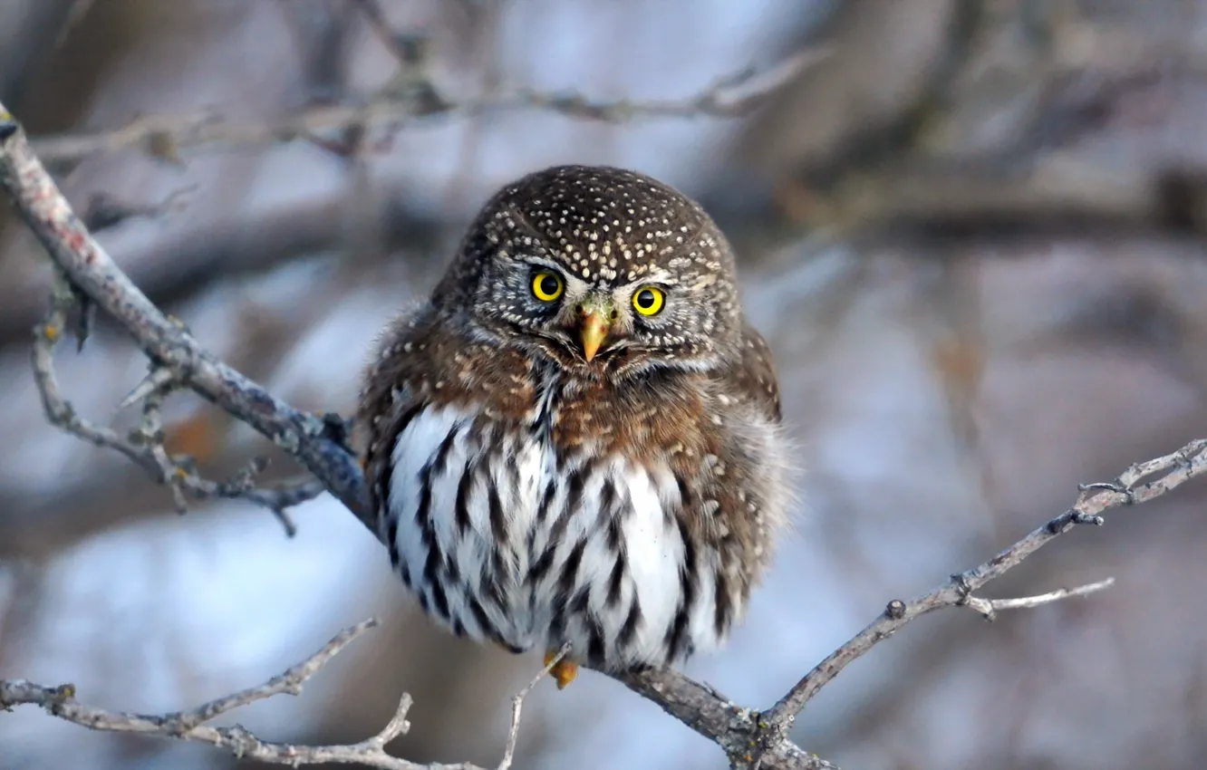 Photo wallpaper winter, nature, owl
