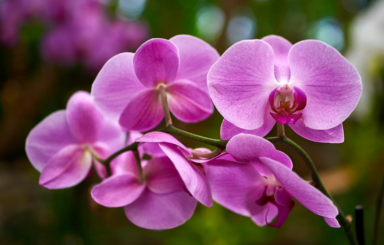 Photo wallpaper macro, flowers, background, branch, pink, orchids, Orchid, bokeh