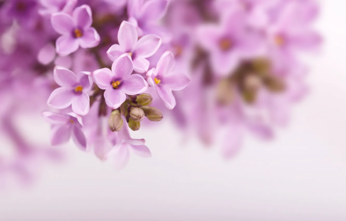 Photo wallpaper flowers, nature, background, branch, spring, lilac, lilac