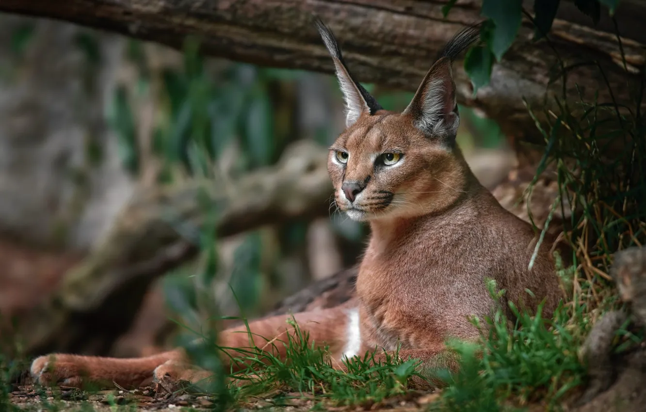Photo wallpaper grass, look, face, lies, log, lynx, wild cat, Caracal