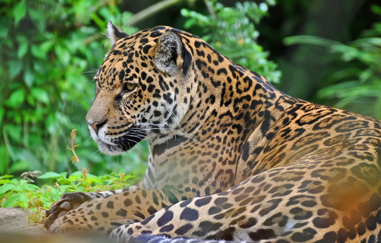 Photo wallpaper face, predator, Jaguar, wild cat, panthera onca