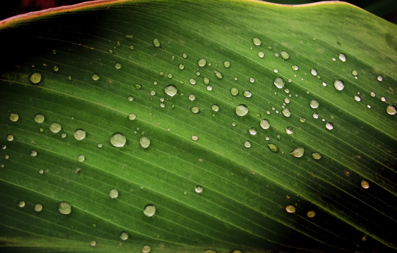 Photo wallpaper drops, sheet, after rain