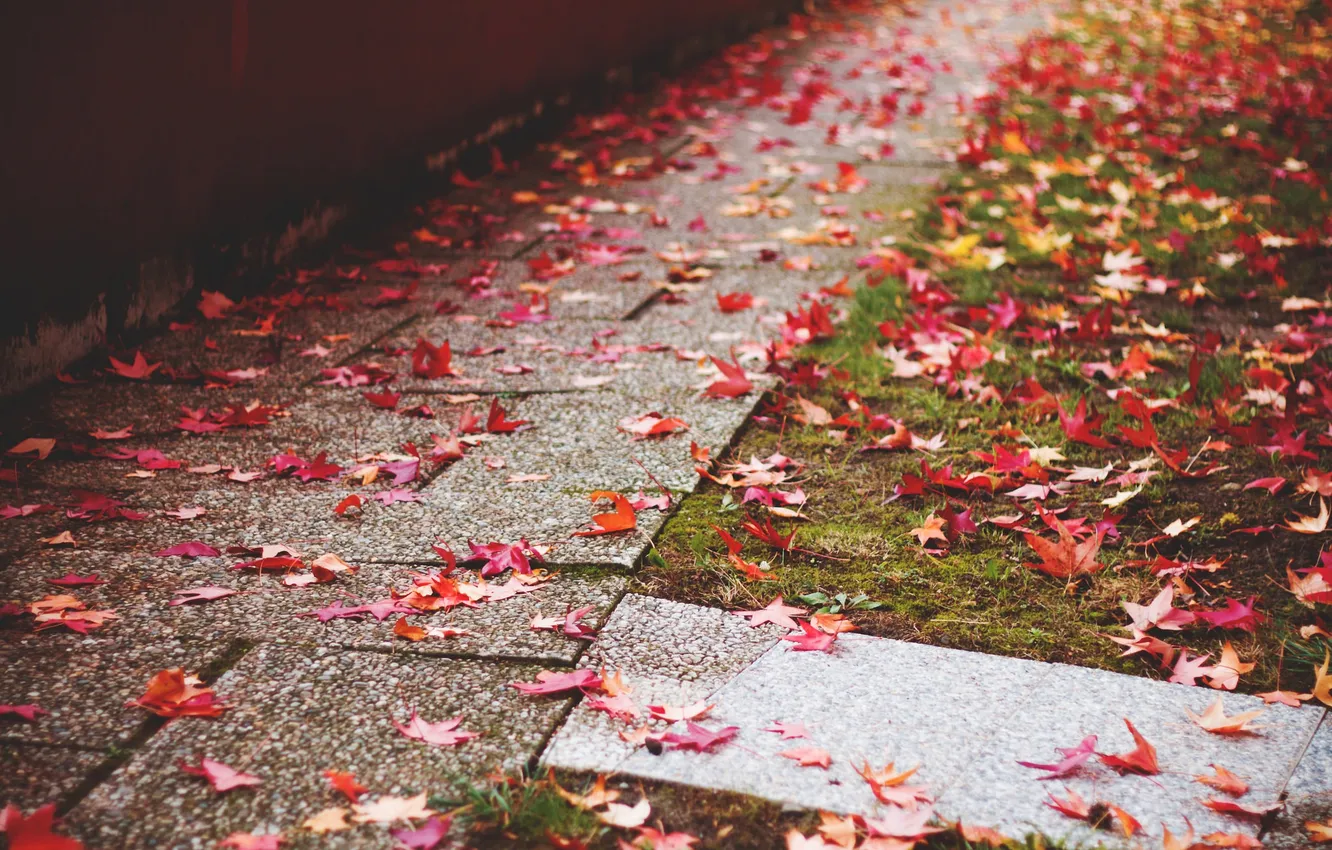 Photo wallpaper autumn, leaves, track, red