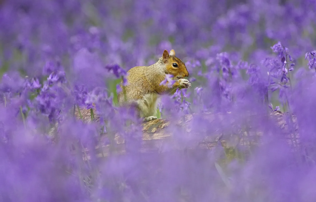 Photo wallpaper flowers, glade, spring, protein, bells, a lot, lilac, bokeh