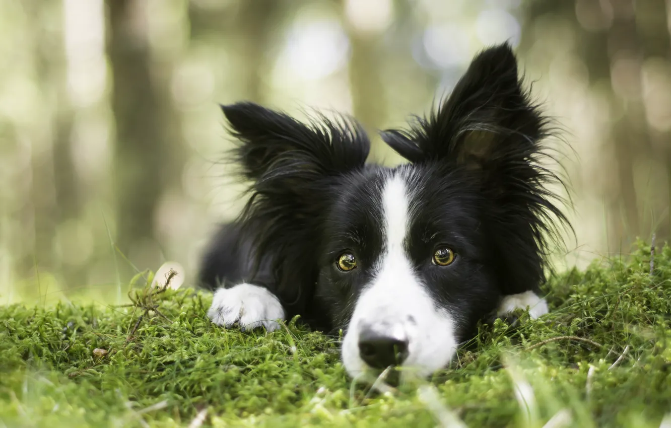 Photo wallpaper look, face, moss, dog, The border collie