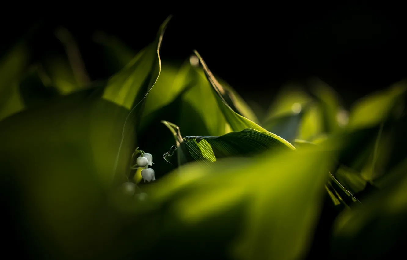 Photo wallpaper macro, nature, Lily of the valley, Convallaria majalis