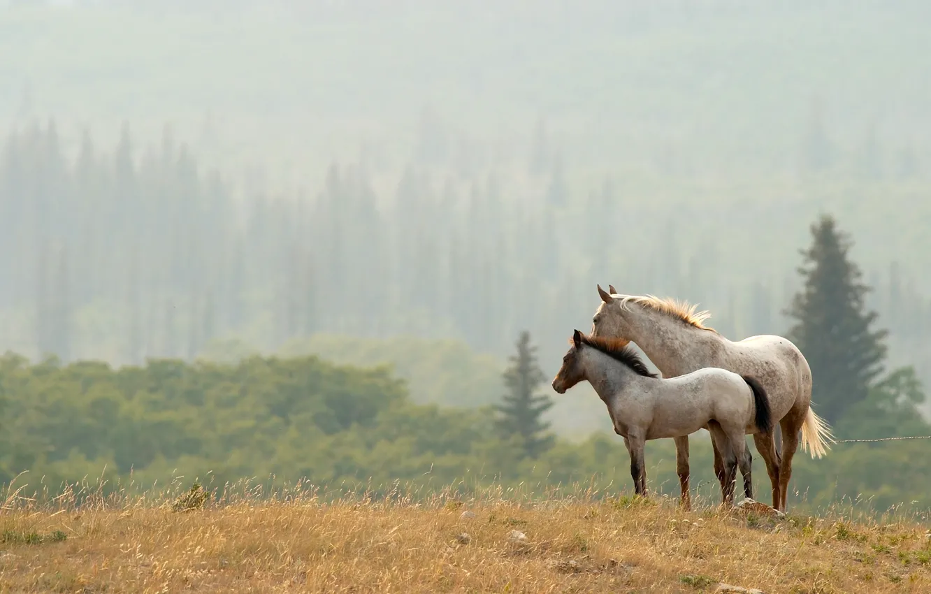 Photo wallpaper forest, trees, horse, valley, pair, the edge