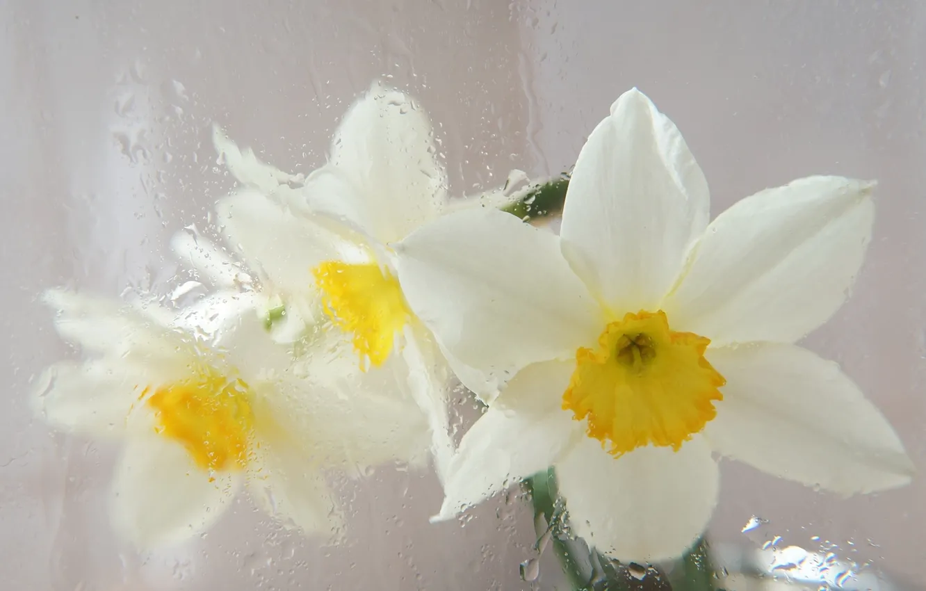 Photo wallpaper white, flower, Narcissus, blooming