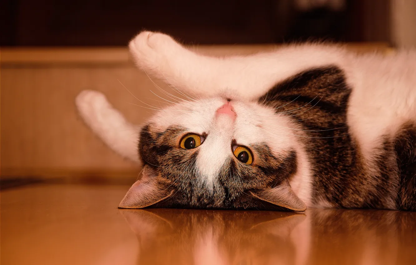 Photo wallpaper cat, cat, look, pose, reflection, legs, floor, lies