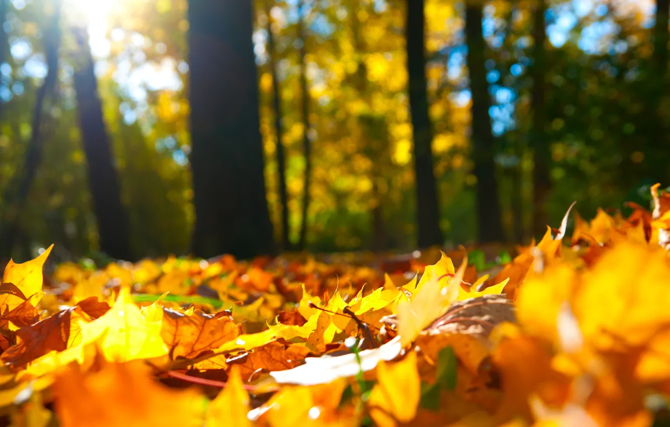 Photo wallpaper autumn, forest, leaves, trees