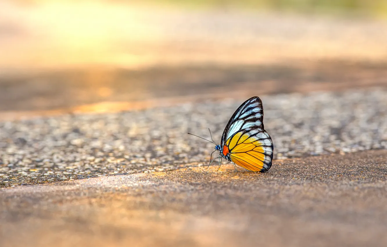 Photo wallpaper sea, beach, macro, light, yellow, nature, butterfly, shore