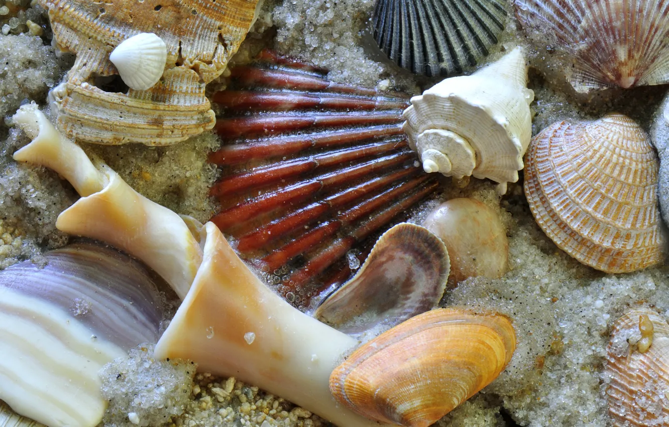 Photo wallpaper sand, sea, macro, the bottom, sink, shell