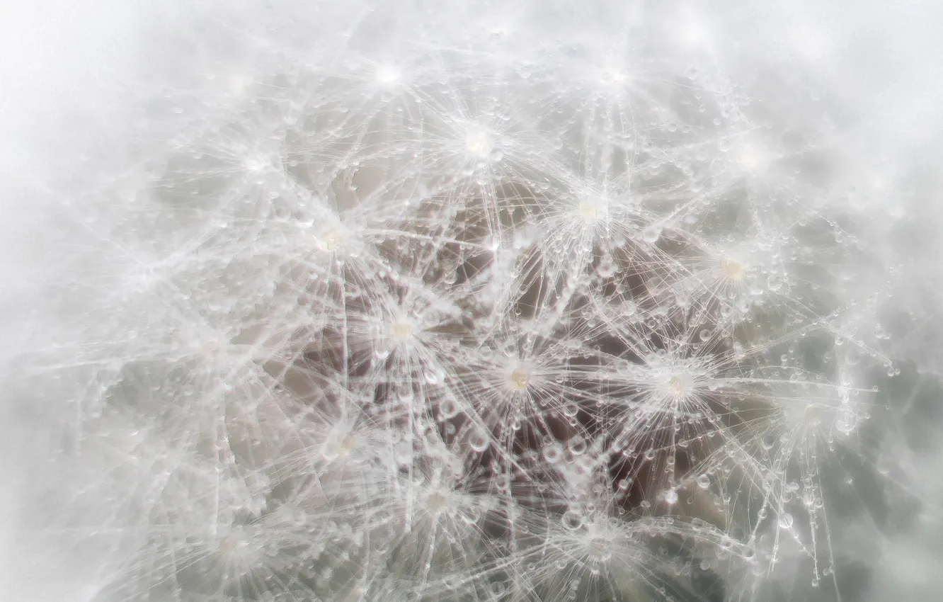 Photo wallpaper macro, flowers, Rosa, dandelion