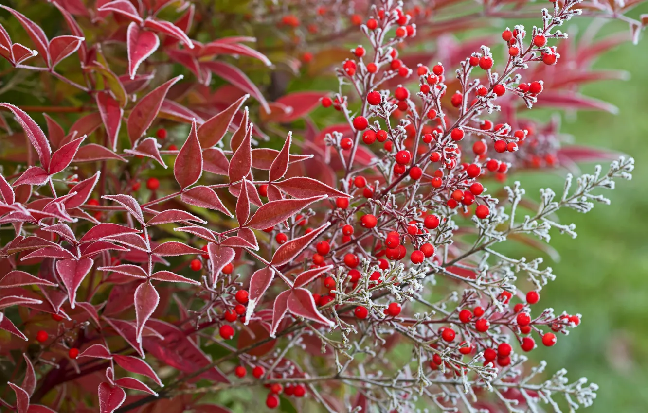 Photo wallpaper frost, autumn, leaves, macro, berries