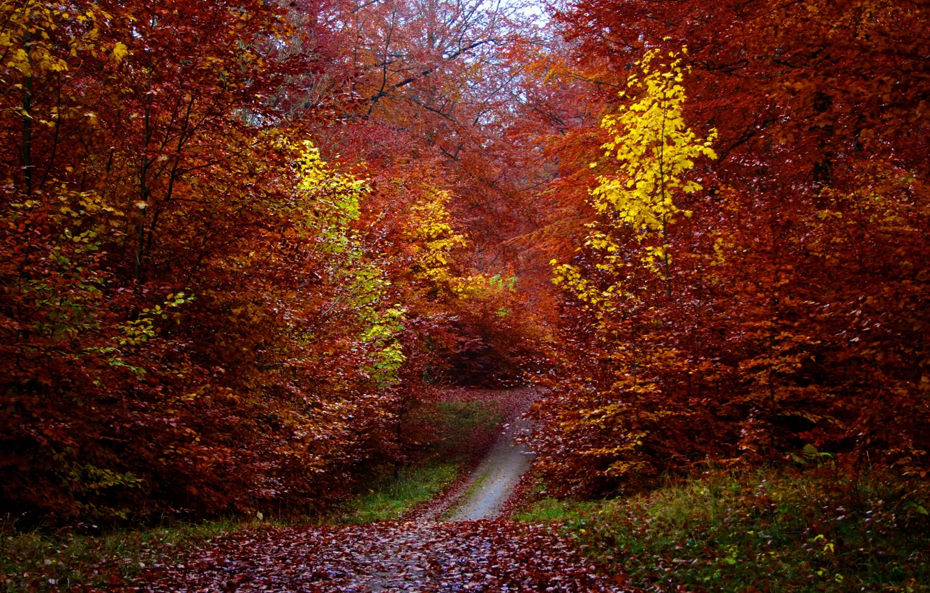 Photo wallpaper autumn, forest, leaves, trees, foliage, path