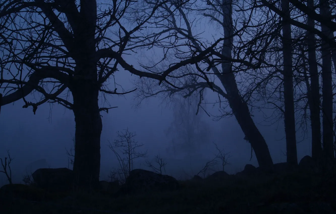 Photo wallpaper forest, trees, night, nature, fog