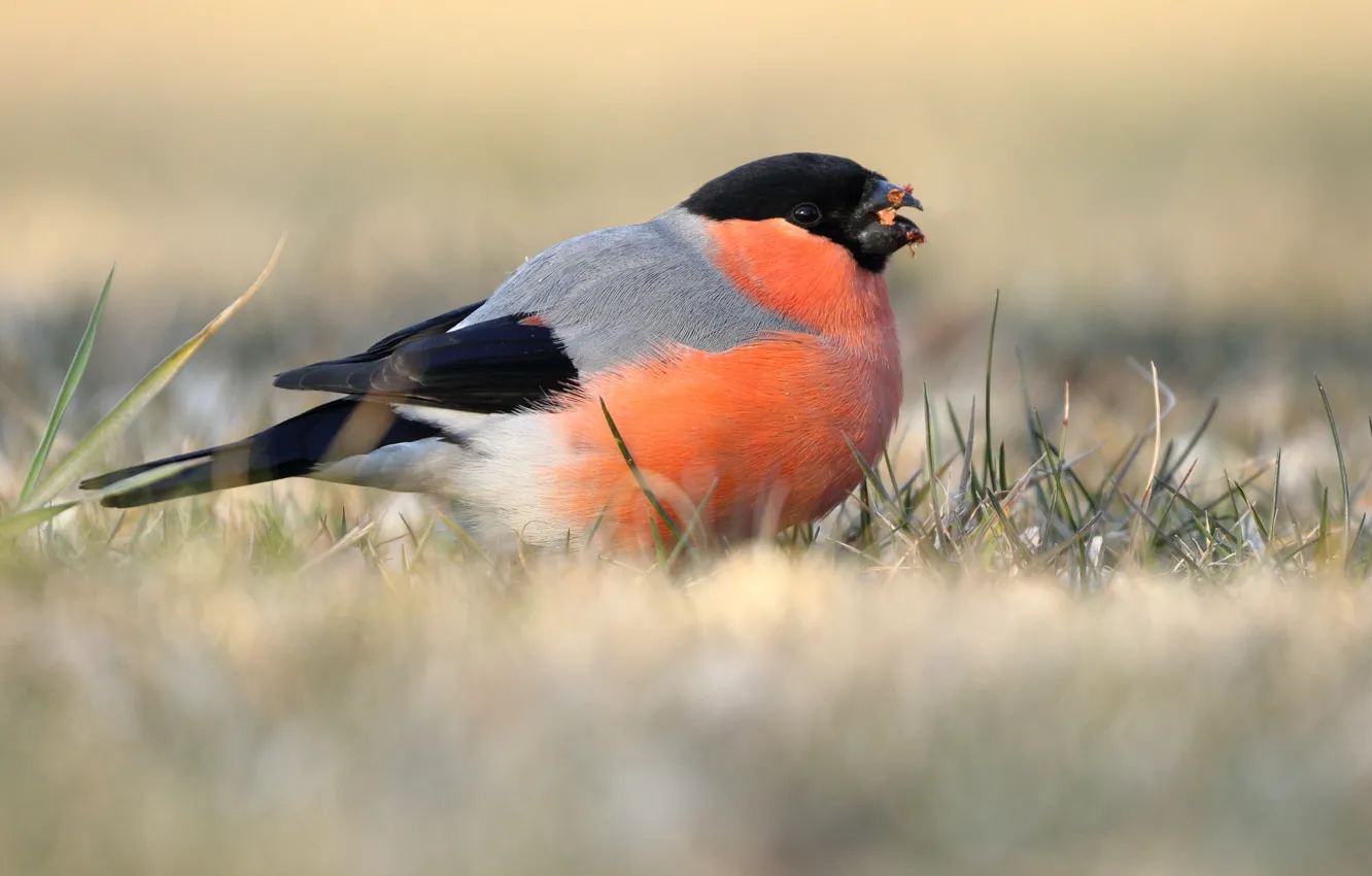 Photo wallpaper nature, bird, light background, bullfinch