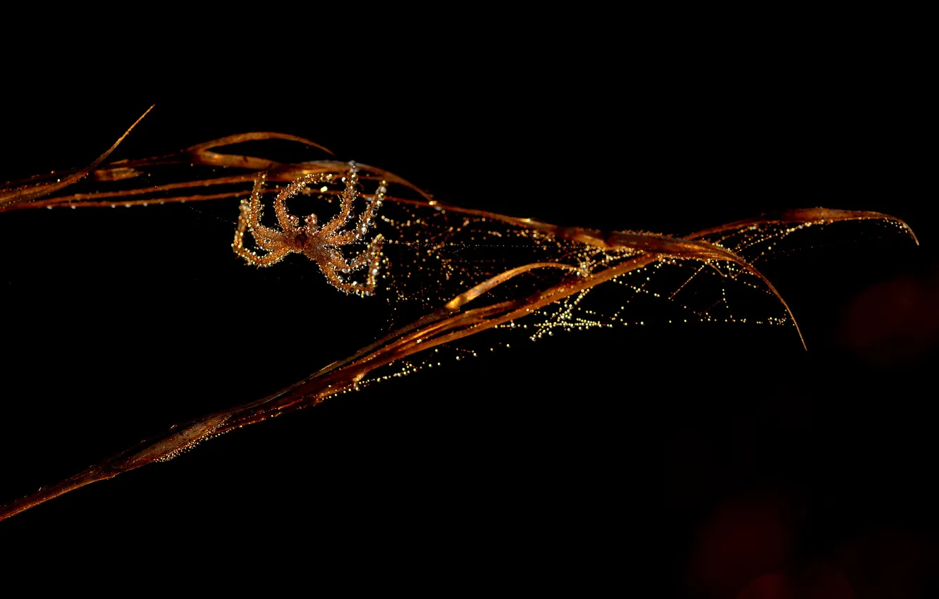 Photo wallpaper branches, Rosa, spider, morning