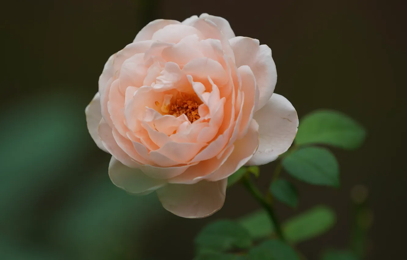Photo wallpaper rose, petals, cream