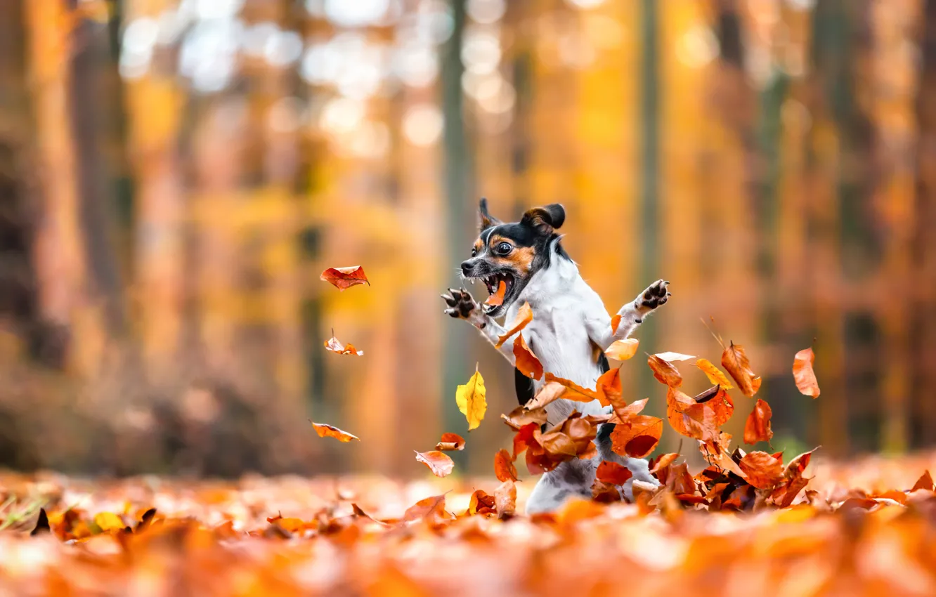 Photo wallpaper Dog, The game, Autumn, Leaves, Dog, Animal, Funny
