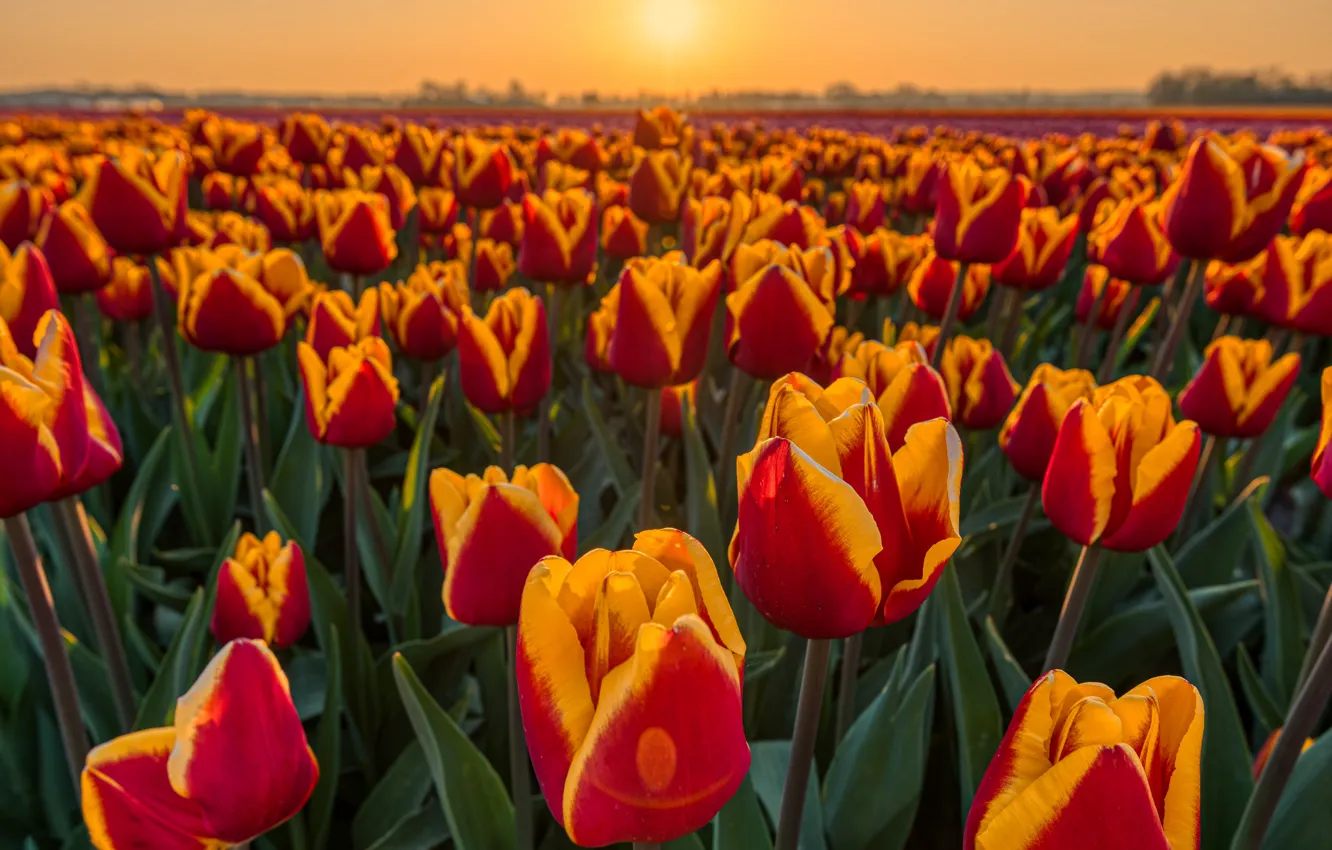 Photo wallpaper field, light, sunset, flowers, spring, tulips, red, orange