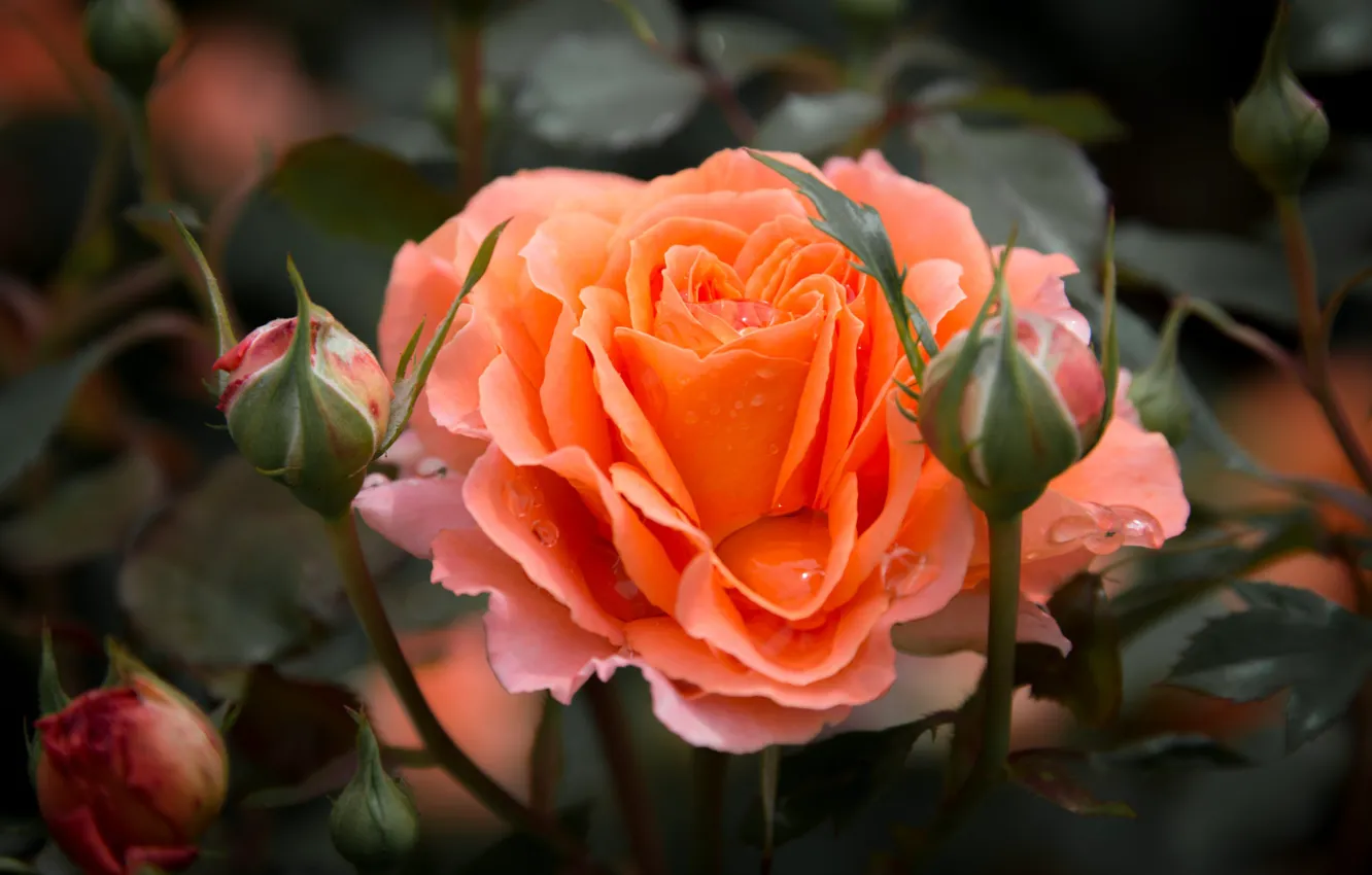 Photo wallpaper leaves, water, drops, macro, flowers, roses, buds, flora