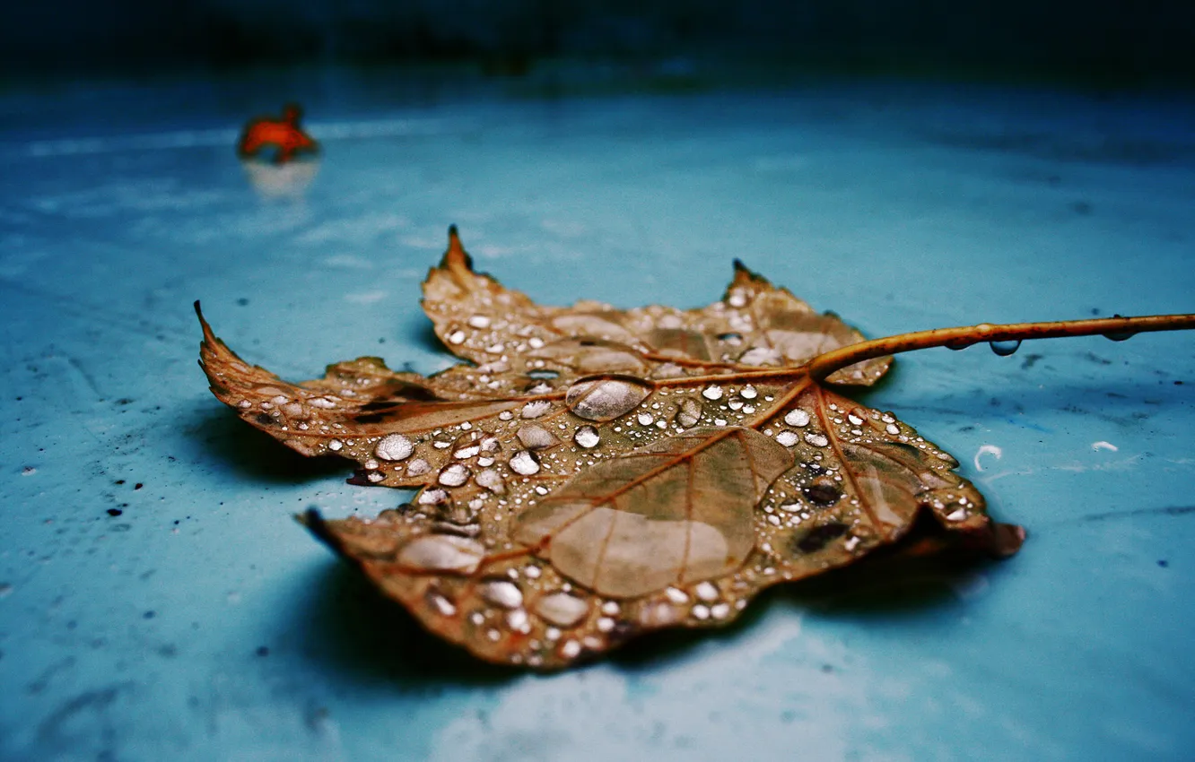 Photo wallpaper drops, paint, leaf, blue, maple