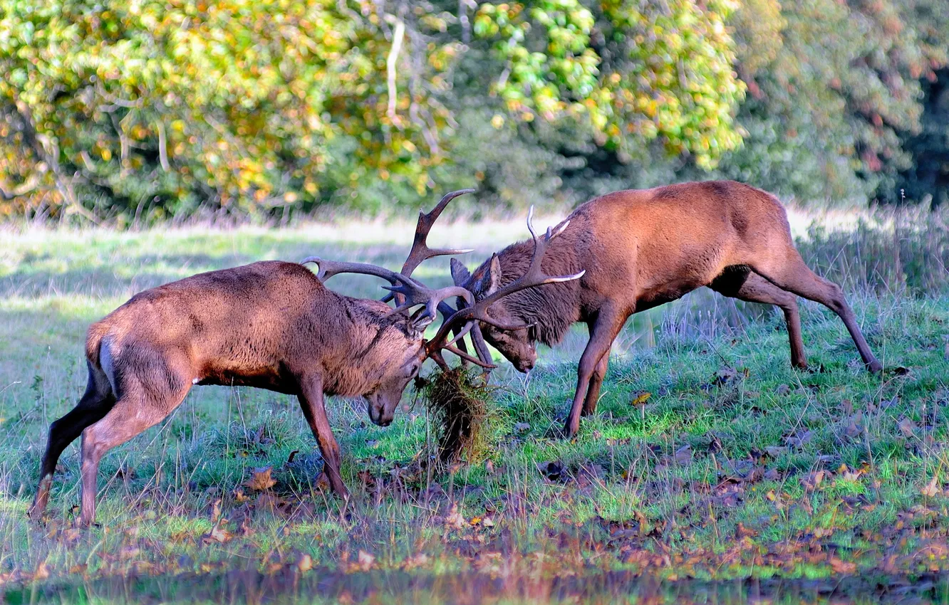 Photo wallpaper nature, fight, deer