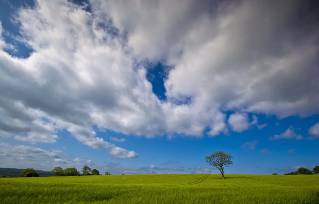 Photo wallpaper field, summer, the sky, landscape, tree