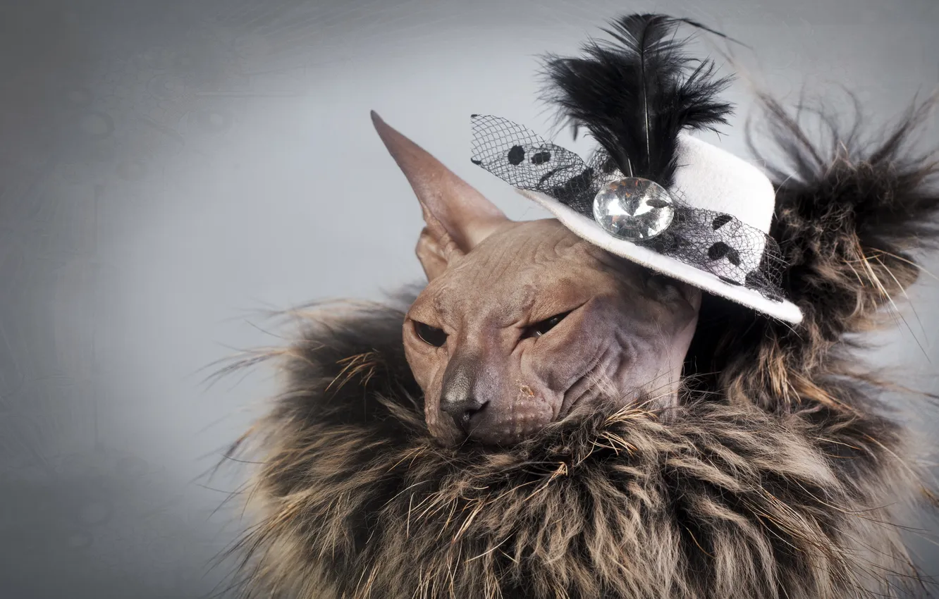 Photo wallpaper cat, background, Sphinx