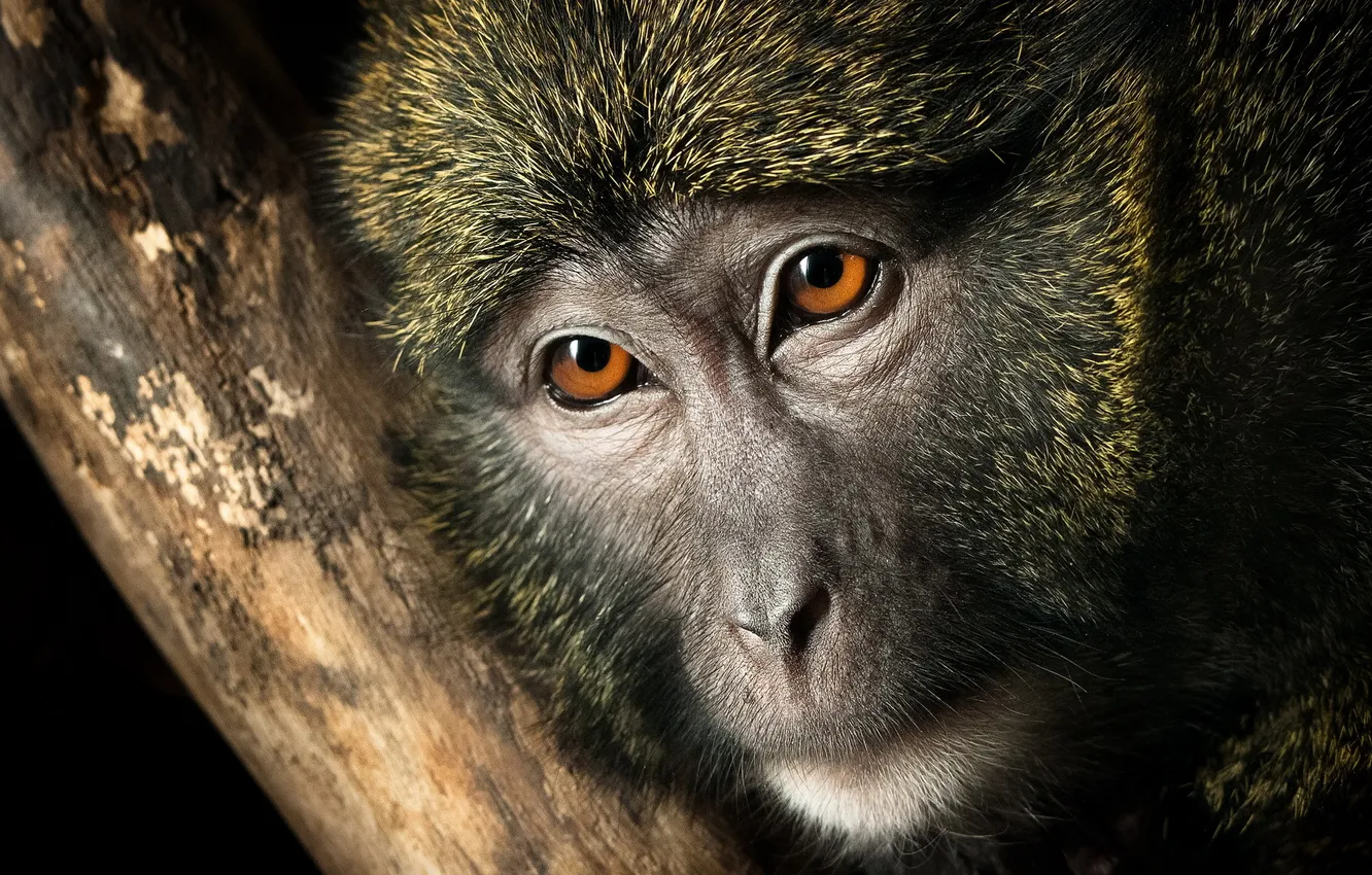 Photo wallpaper nature, monkey, Swamp Monkey