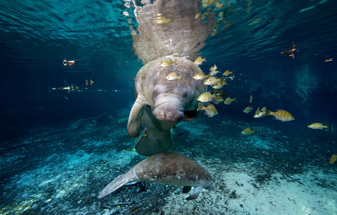 Photo wallpaper Florida, Crystal River, West Indian Manatees