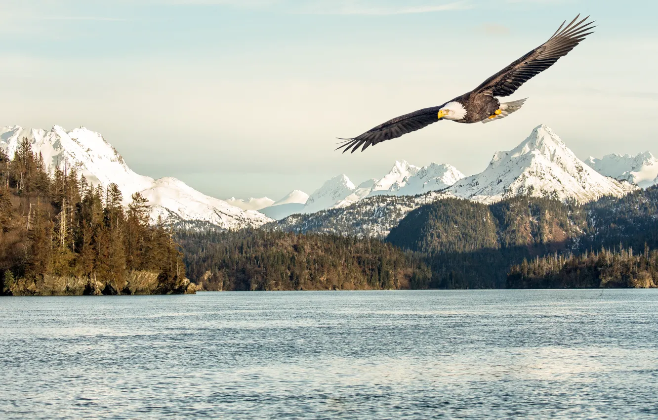 Photo wallpaper sea, flying, bird, flight, mountains, snow, sunlight, bald eagle