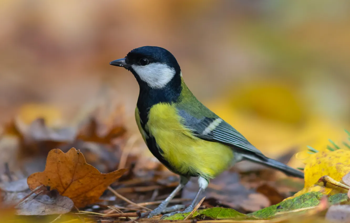 Photo wallpaper nature, bird, Big tit, Denis Pronin
