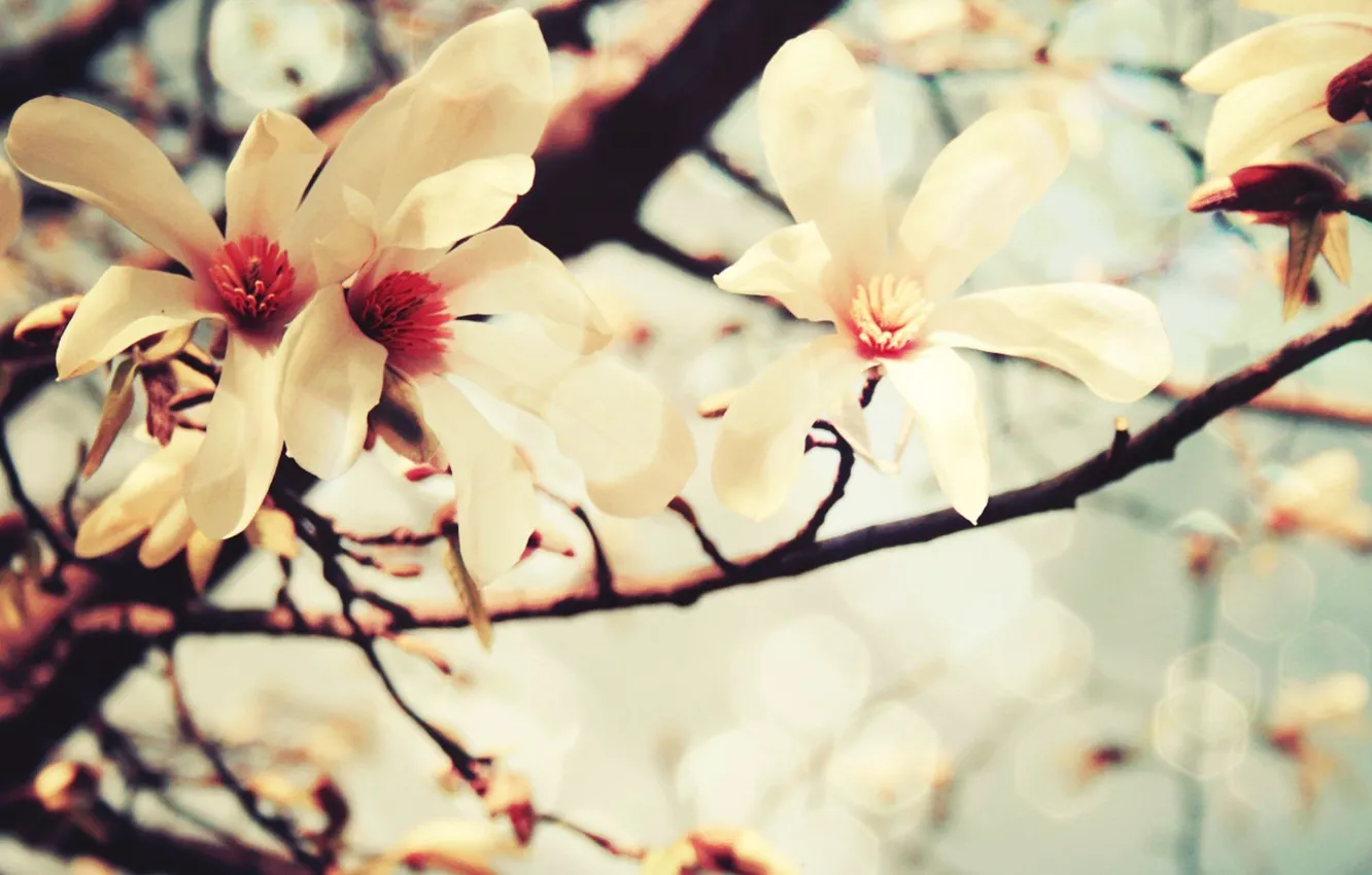 Photo wallpaper trees, flowers, color, pastel, vanilla