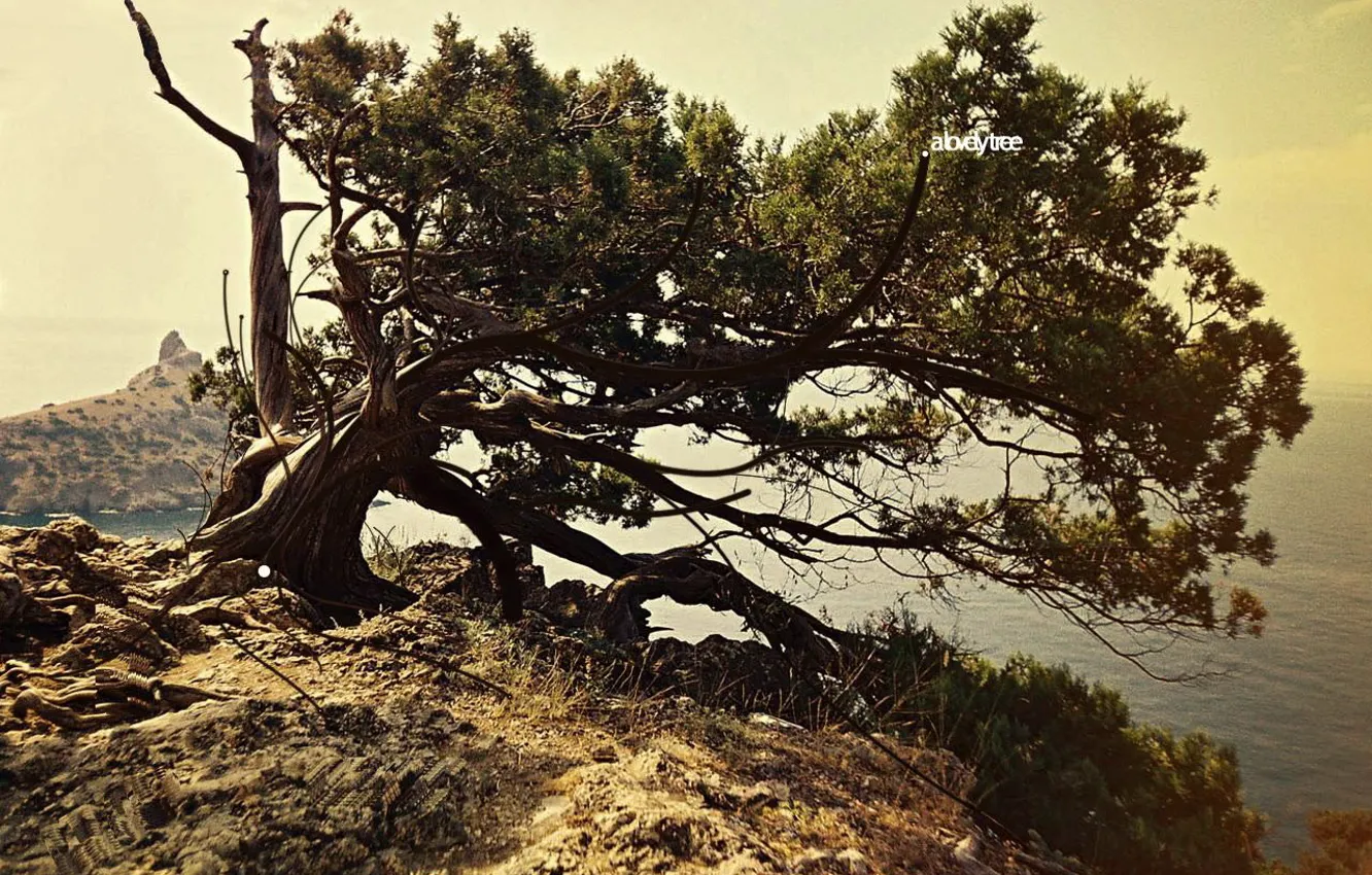 Photo wallpaper rock, loneliness, tree