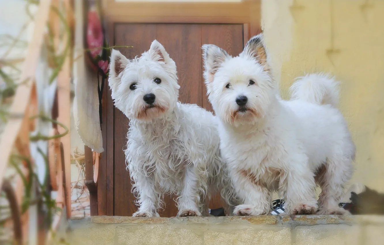 Photo wallpaper dog, dogs, The West highland white Terrier