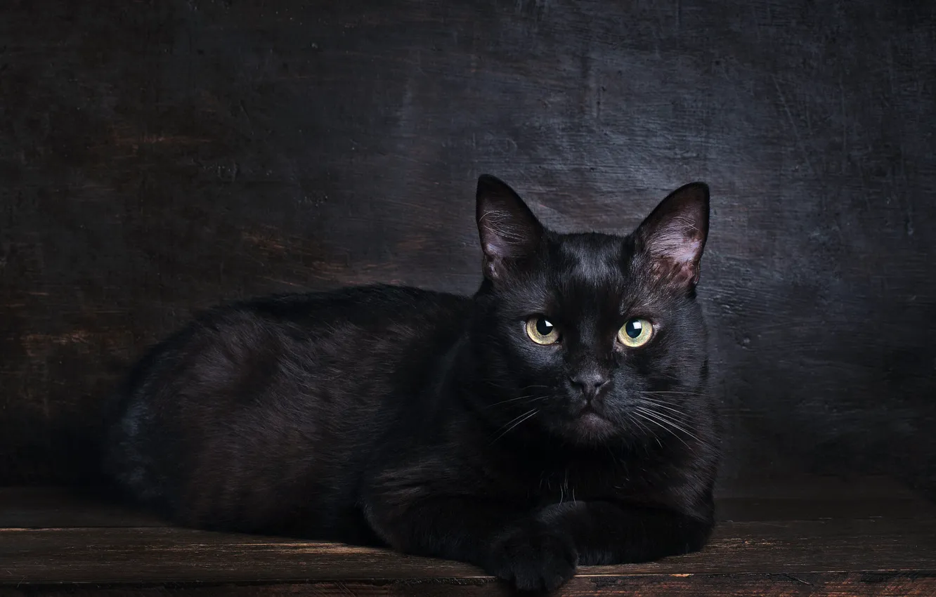Photo wallpaper cat, cat, look, pose, the dark background, black, muzzle, lies