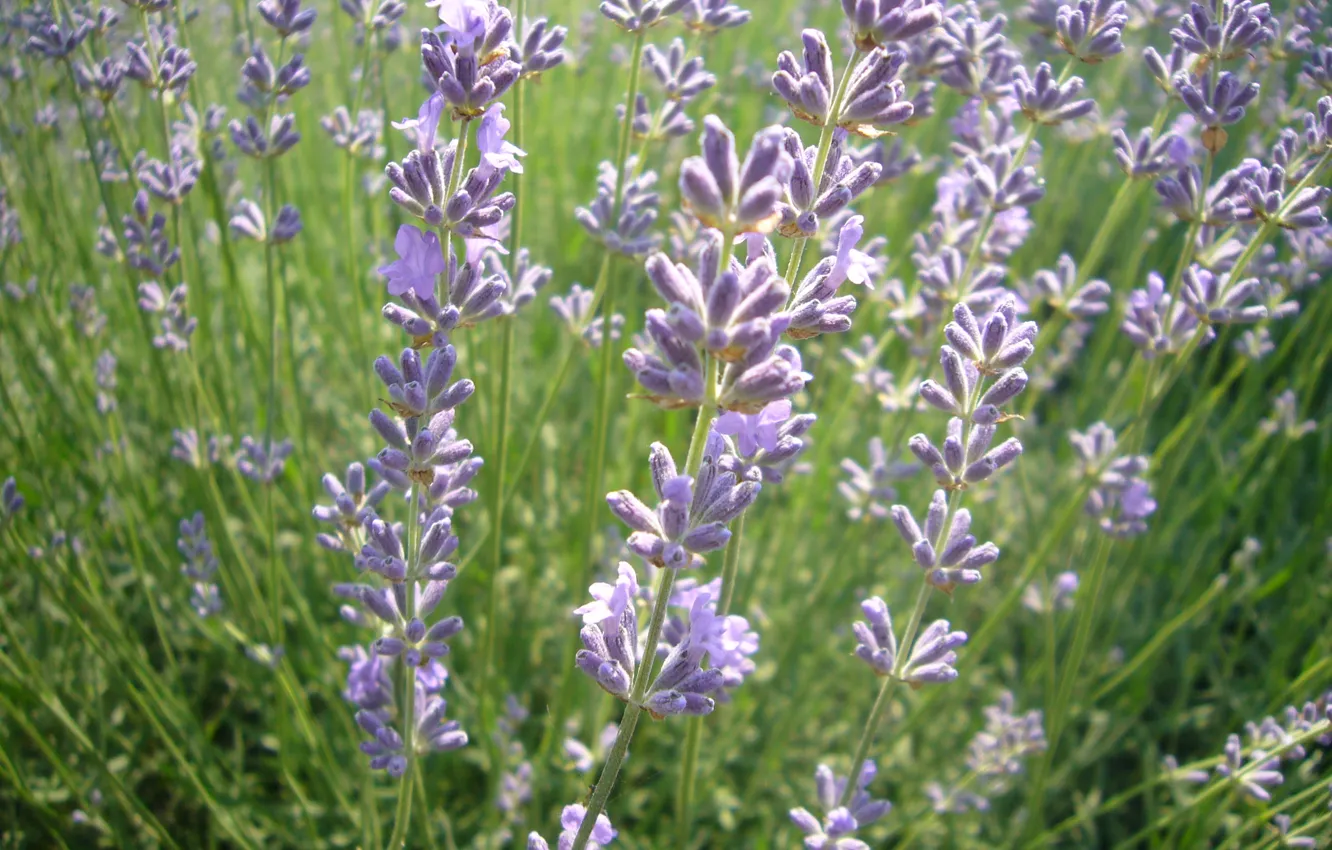 Photo wallpaper field, summer, flowers, Lavender