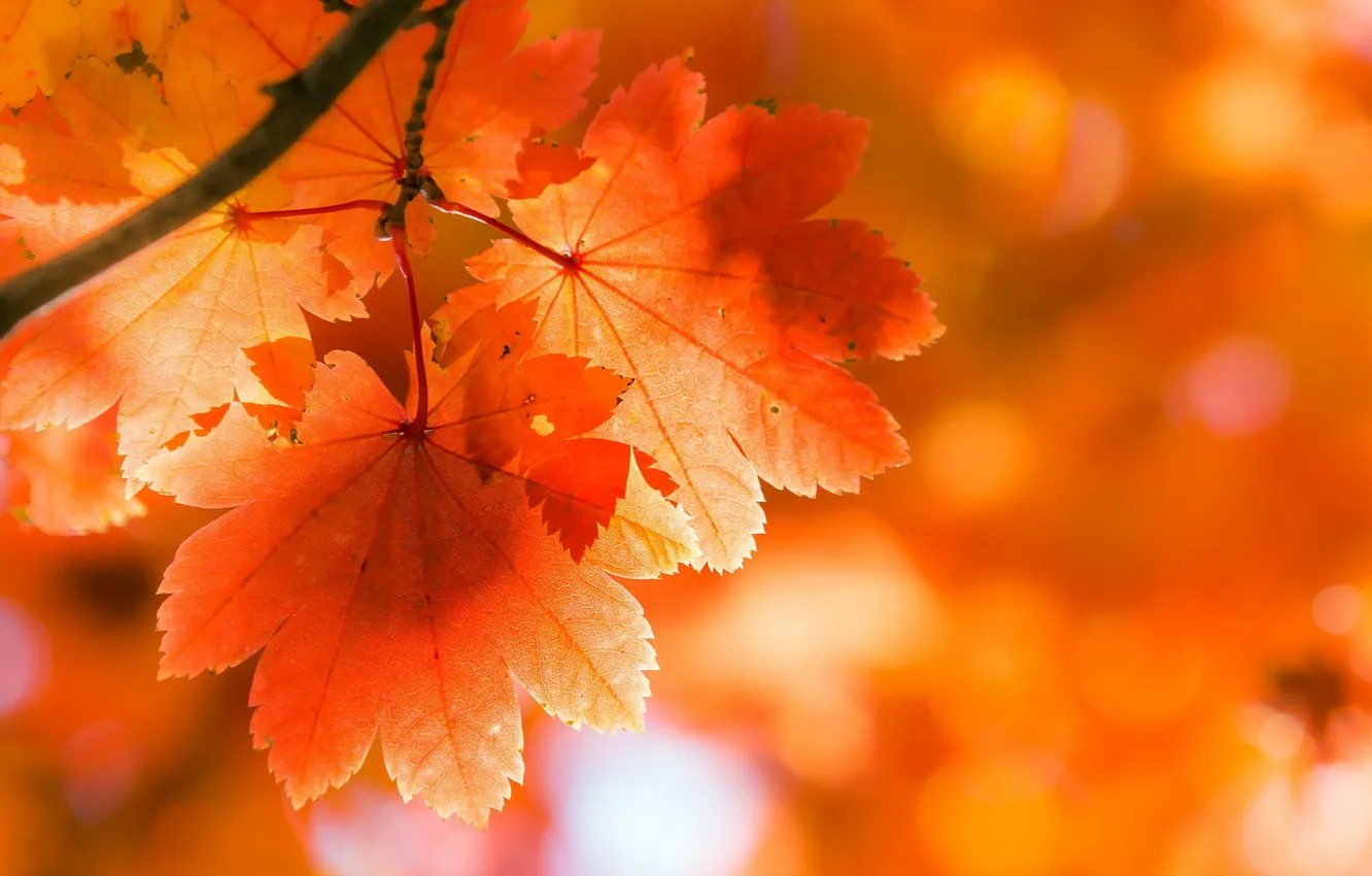 Photo wallpaper autumn, leaves, nature