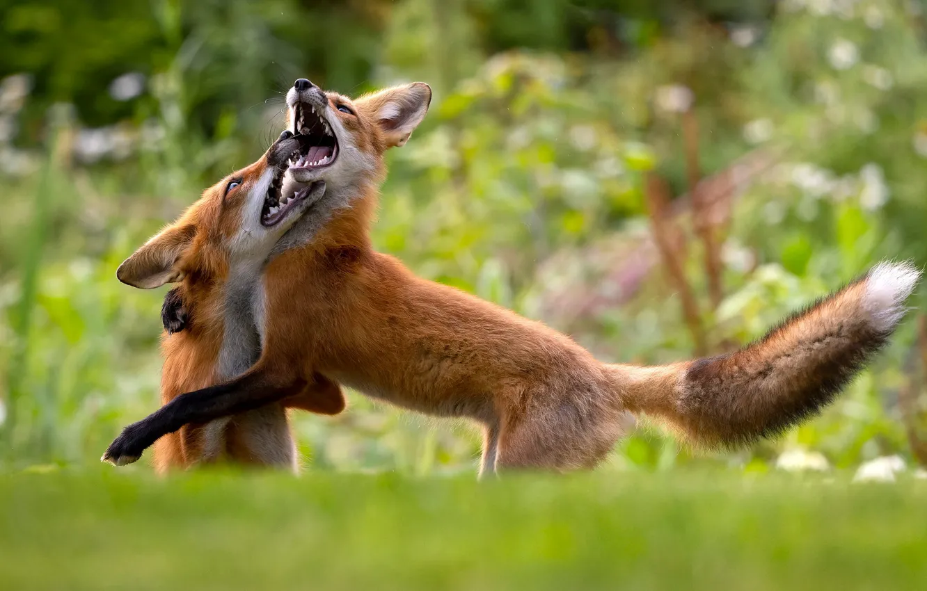 Photo wallpaper glade, the game, Fox, pair, Fox, two foxes